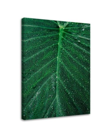 Leinwanddruck - Wassertropfen auf einem großen Blatt | Feeby