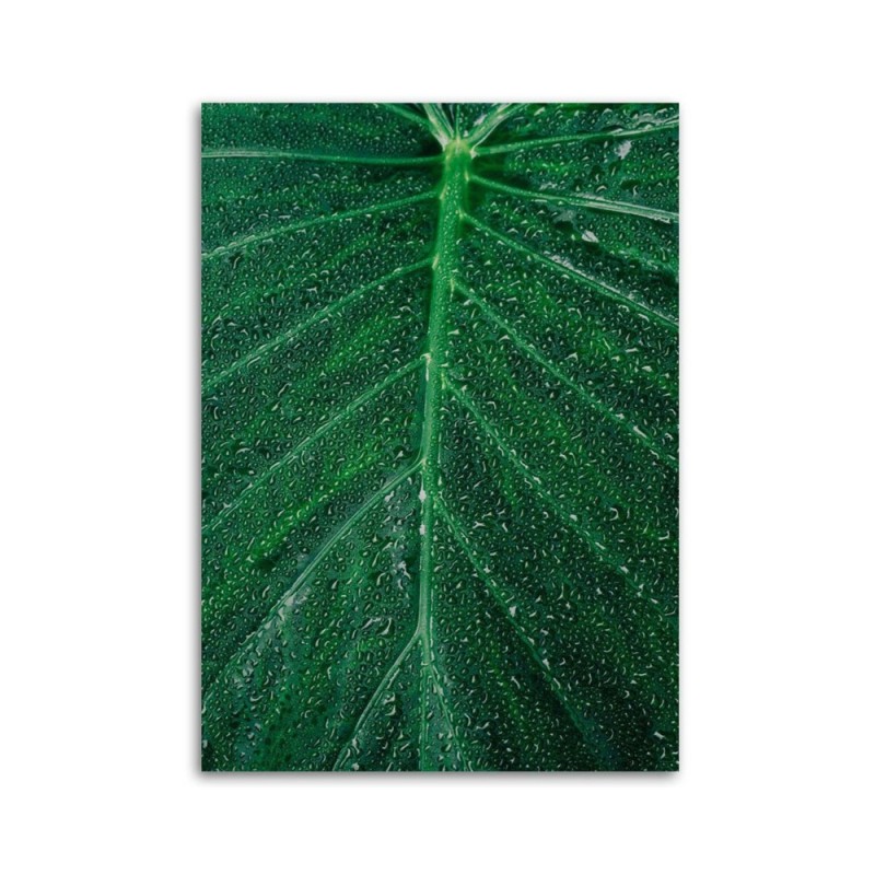 Leinwanddruck - Wassertropfen auf einem großen Blatt | Feeby