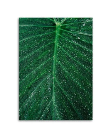 Leinwanddruck - Wassertropfen auf einem großen Blatt | Feeby