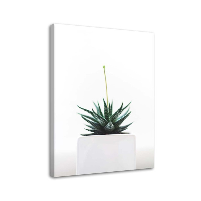 Leinwanddruck - Jungpflanze im Topf | Feeby