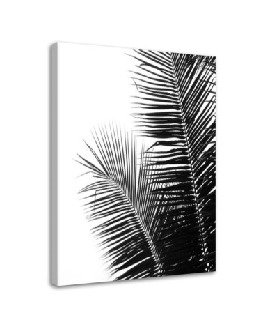 Bild auf Leinwand - Palmenblätter | Feeby