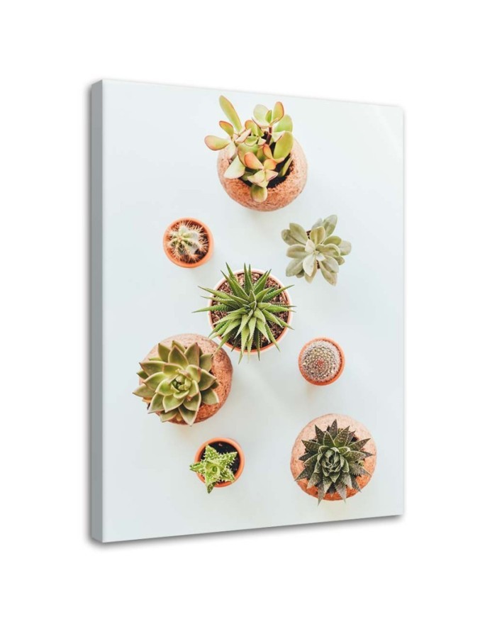 Bild auf Leinwand - Pflanzen in Töpfen | Feeby