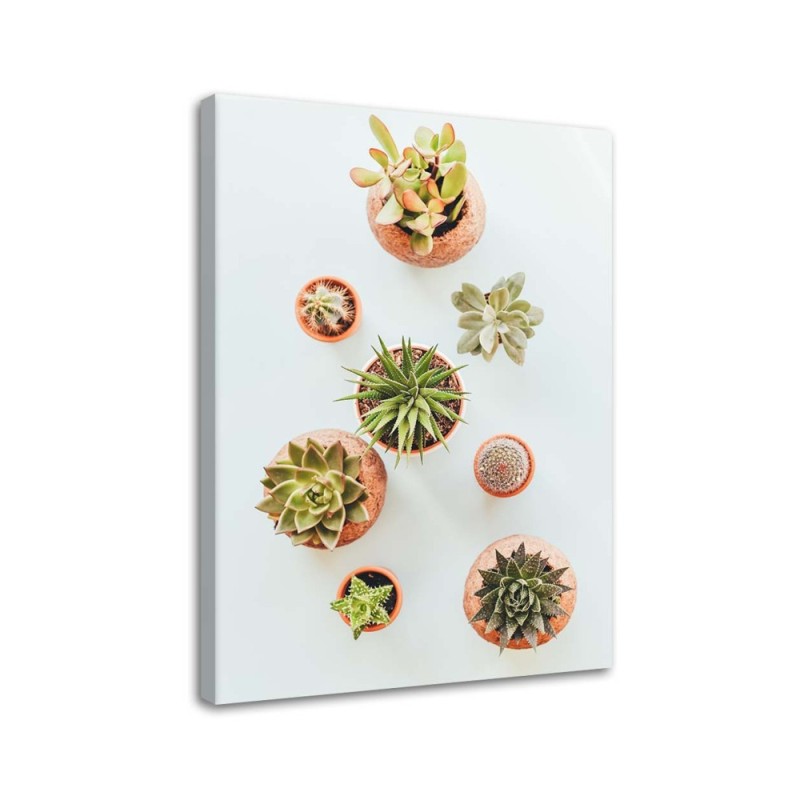 Bild auf Leinwand - Pflanzen in Töpfen | Feeby