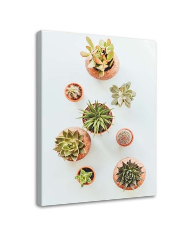 Bild auf Leinwand - Pflanzen in Töpfen | Feeby