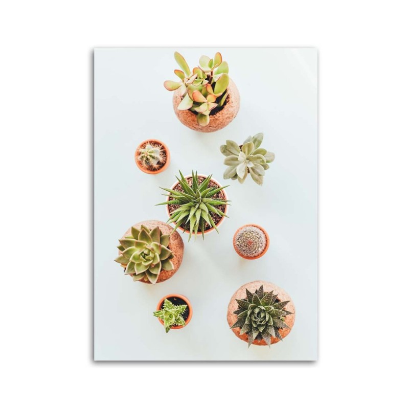 Bild auf Leinwand - Pflanzen in Töpfen | Feeby