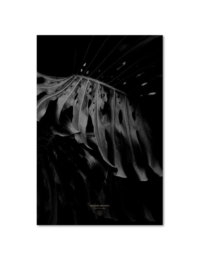 Obraz ścienny do salonu Monstera b&w Dmitry Belov | FEEBY