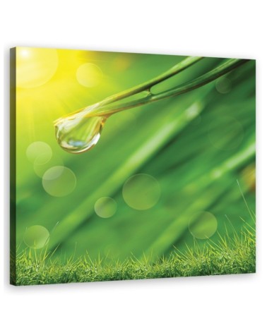 Leinwandbild - Tau auf dem Gras | Feeby