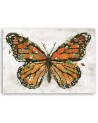 Obraz na ścianę - Motyl i magiczne skrzydła Barrett Biggers | FEEBY