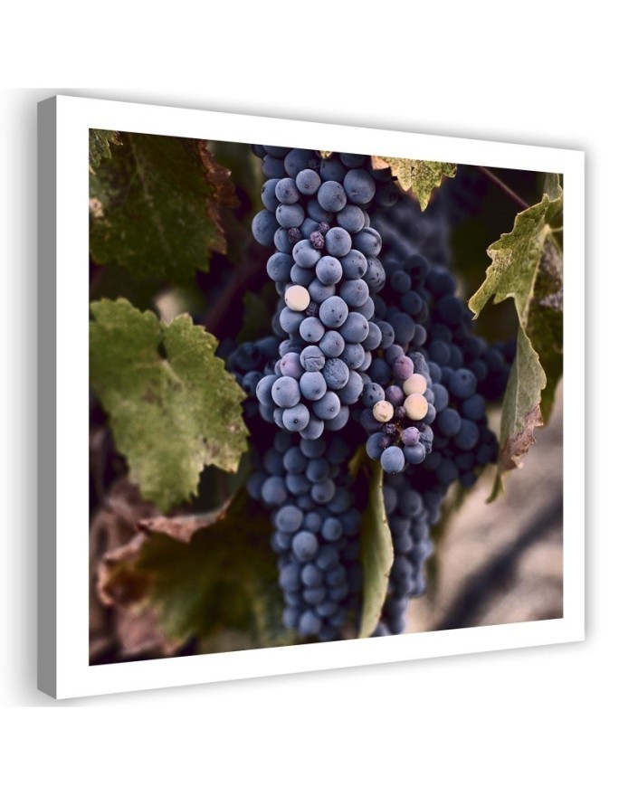 Bild auf Leinwand - Dunkle Weintrauben | Feeby