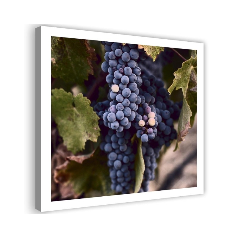 Bild auf Leinwand - Dunkle Weintrauben | Feeby