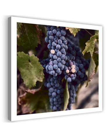 Bild auf Leinwand - Dunkle Weintrauben | Feeby