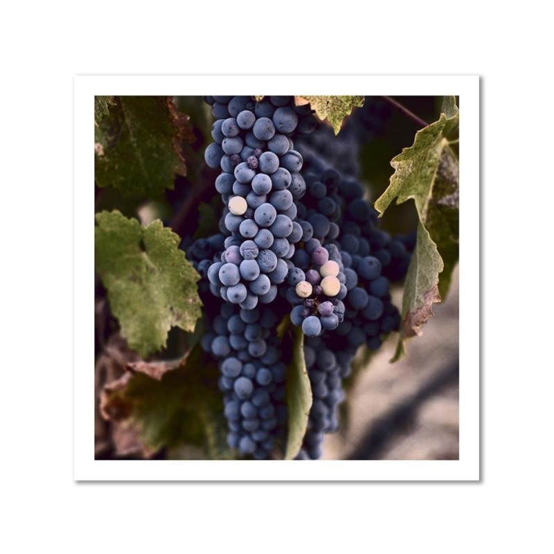 Bild auf Leinwand - Dunkle Weintrauben | Feeby