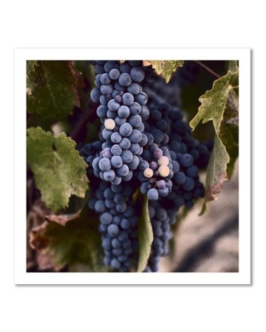Bild auf Leinwand - Dunkle Weintrauben | Feeby