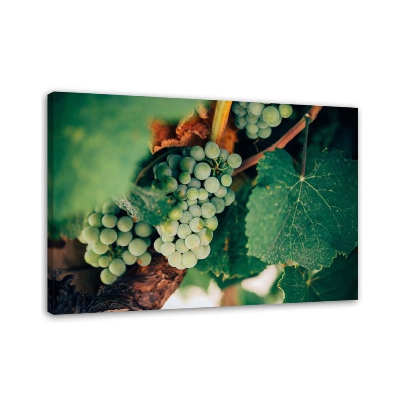 Leinwanddruck - Grüne Weintrauben | Feeby