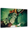 Elegant Canvas print painting for kitchen - Green Grapes | FEEBY