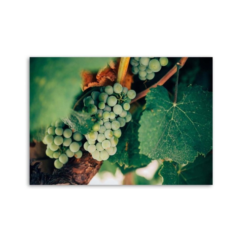 Leinwanddruck - Grüne Weintrauben | Feeby
