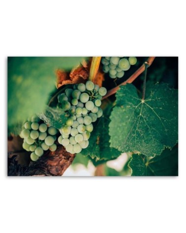 Leinwanddruck - Grüne Weintrauben | Feeby
