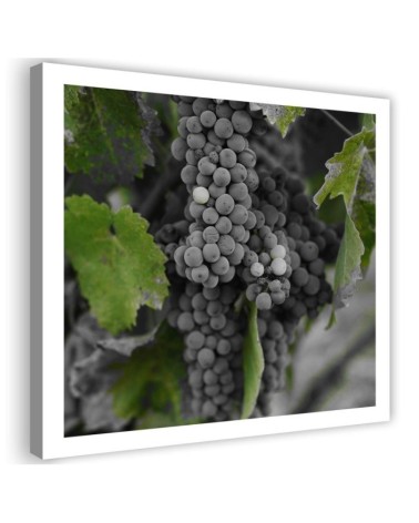 Leinwanddruck - Weintrauben | Feeby