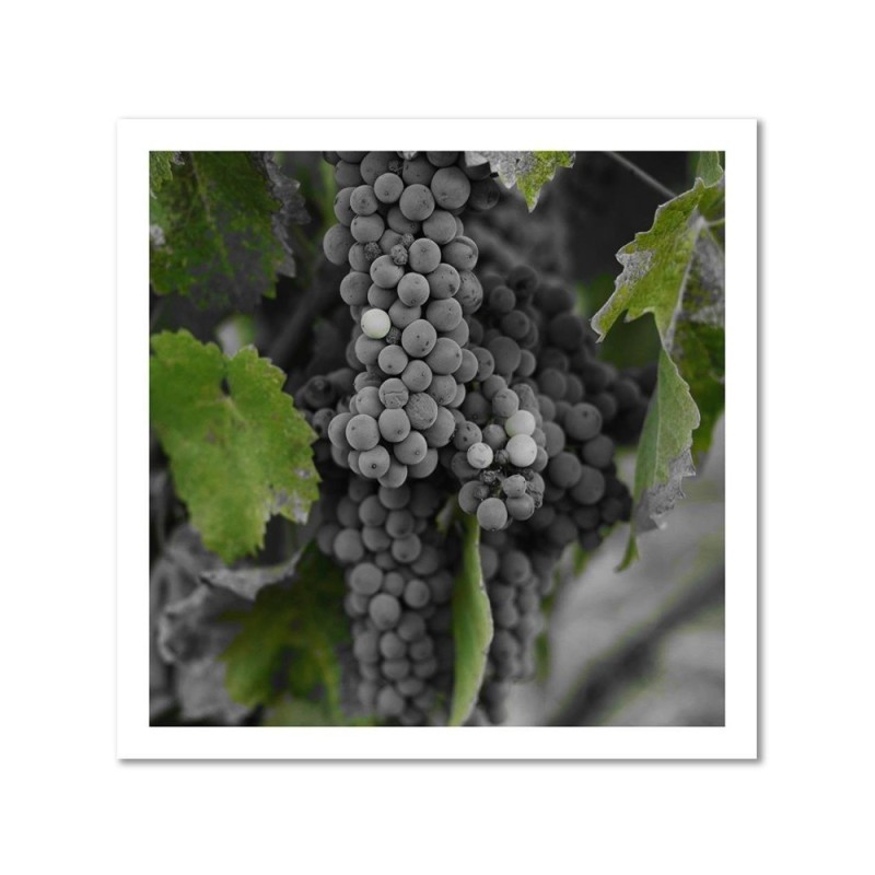 Leinwanddruck - Weintrauben | Feeby