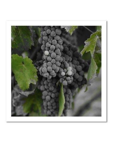 Leinwanddruck - Weintrauben | Feeby