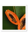 Decorative Canvas painting for the kitchen - Papaya on a leaf | FEEBY