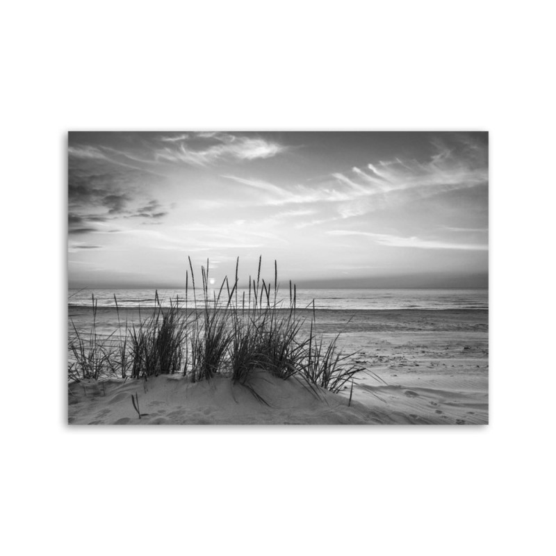 Bild auf Leinwand - Gräser am Strand - schwarz und weiß | Feeby