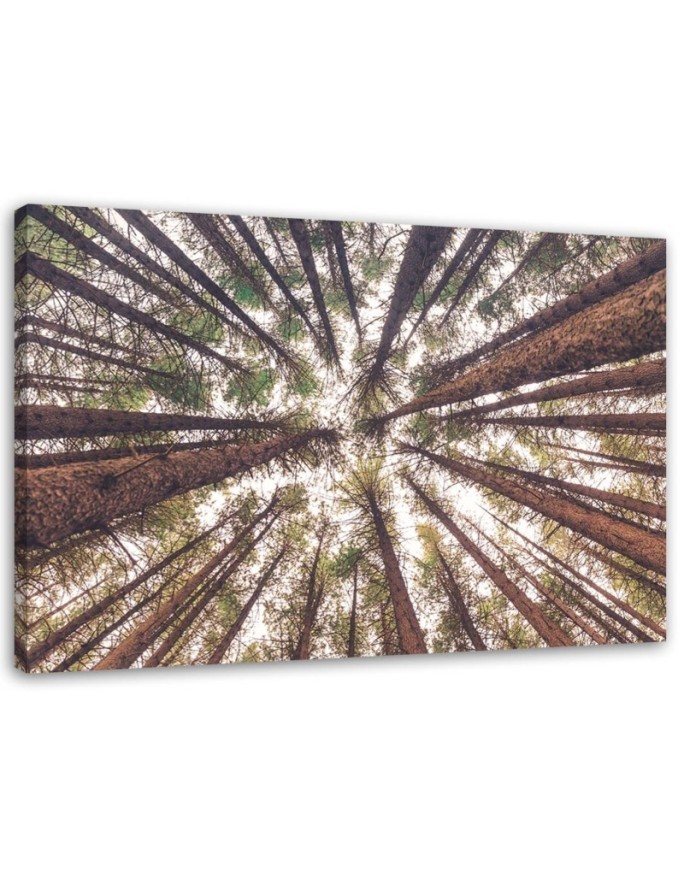 Bild auf Leinwand - Baum Wald Natur | Feeby
