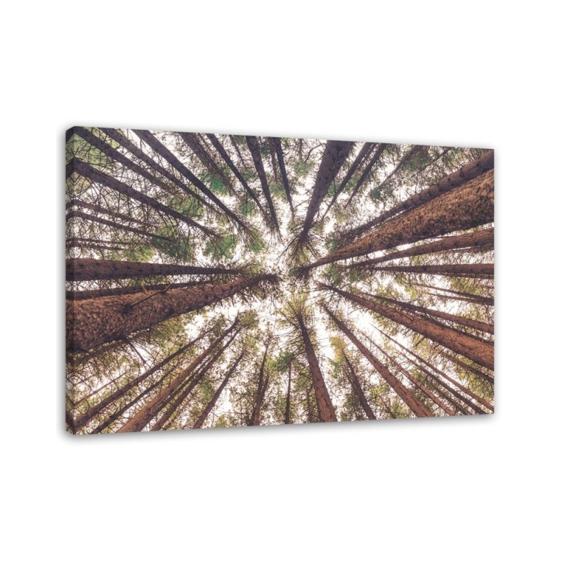 Bild auf Leinwand - Baum Wald Natur | Feeby