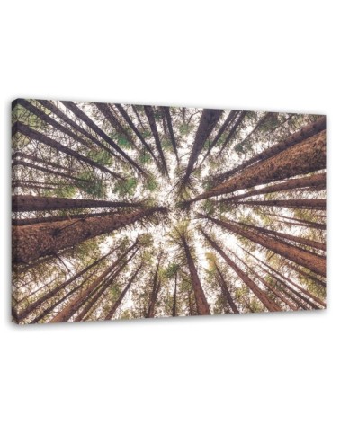 Canvas prints for living room - Forest trees high nature | FEEBY