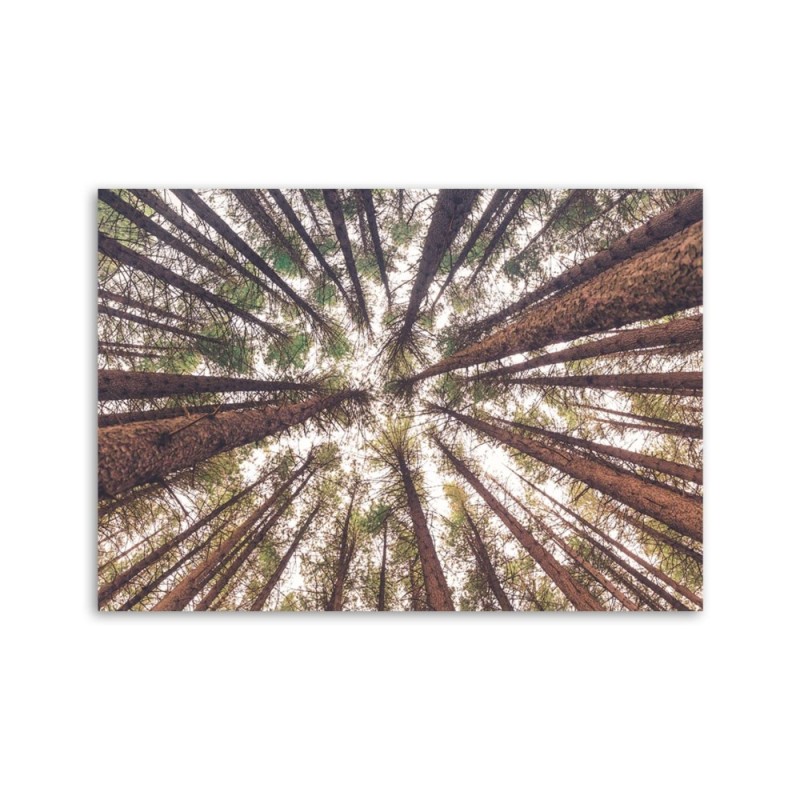 Bild auf Leinwand - Baum Wald Natur | Feeby