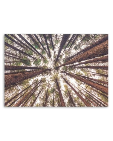 Obraz do salonu - Las drzewa wysokie natura | FEEBY