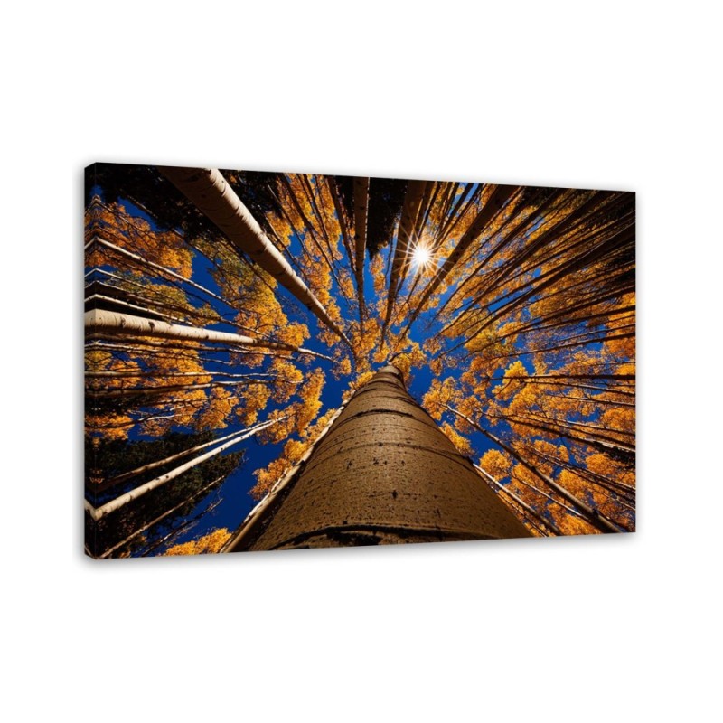 Leinwandbild modern - Kronen von Bäumen | Feeby