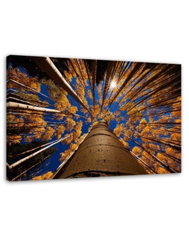 Leinwandbild modern - Kronen von Bäumen | Feeby