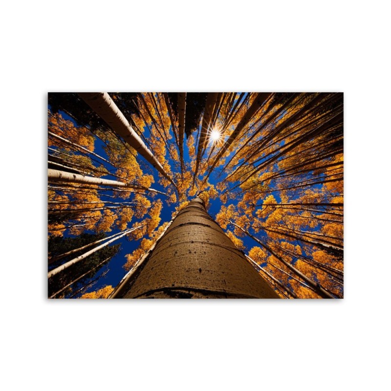 Leinwandbild modern - Kronen von Bäumen | Feeby