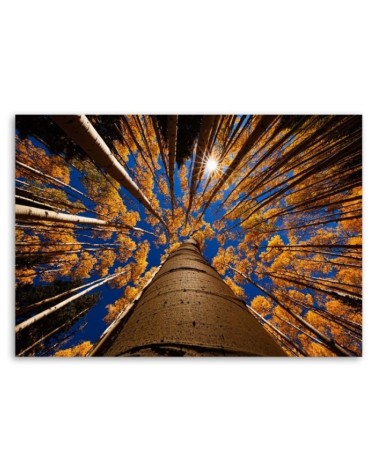 Las korony drzew natura - Obraz na płótnie canvas | FEEBY