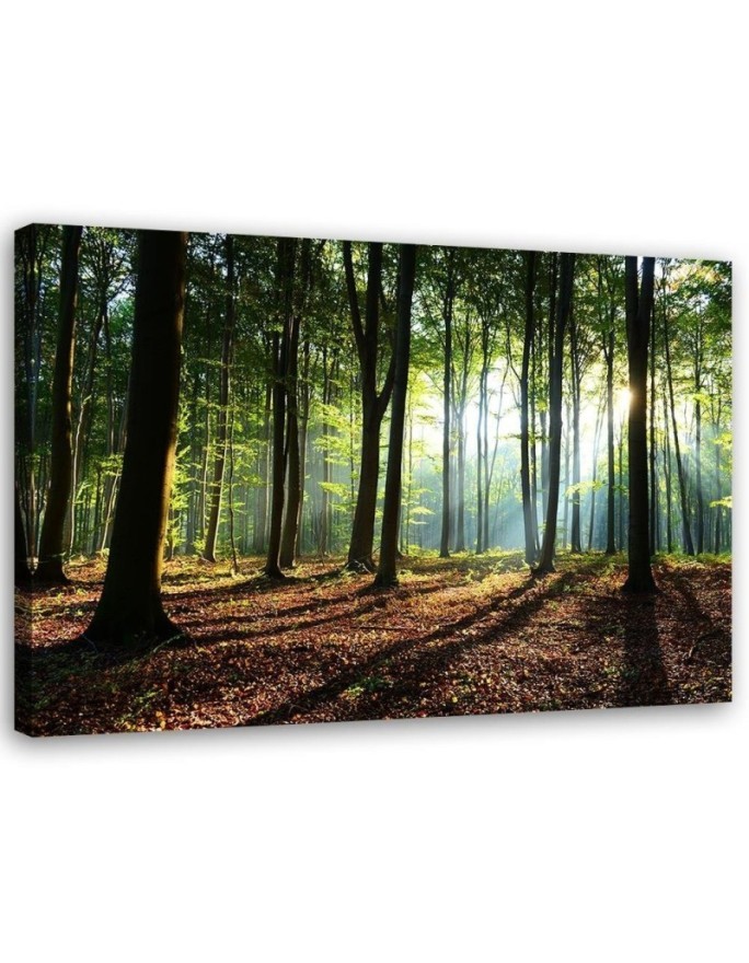 Bild auf Leinwand - Wald bei Sonnenaufgang | Feeby