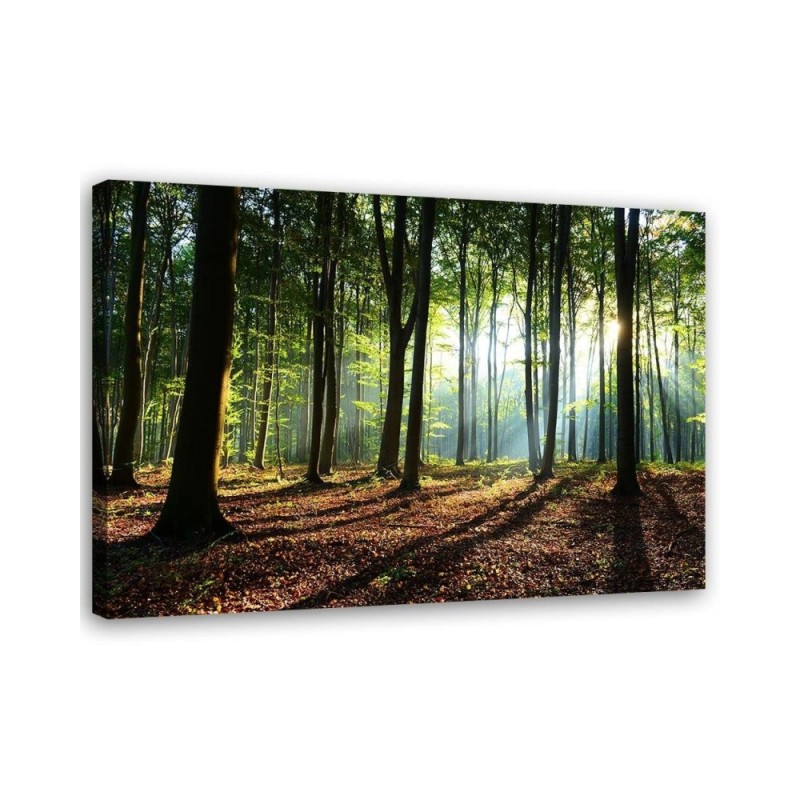 Bild auf Leinwand - Wald bei Sonnenaufgang | Feeby