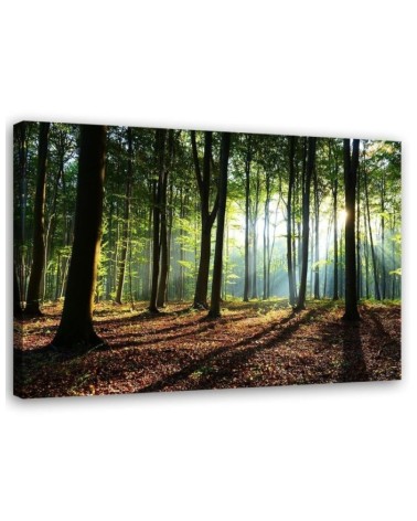 Bild auf Leinwand - Wald bei Sonnenaufgang | Feeby
