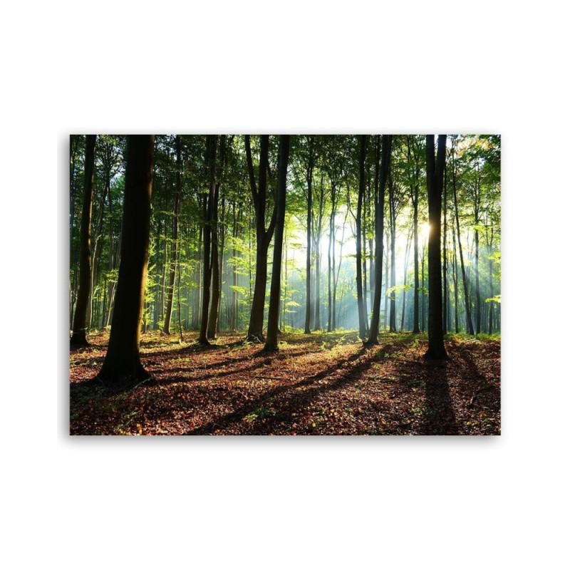 Bild auf Leinwand - Wald bei Sonnenaufgang | Feeby