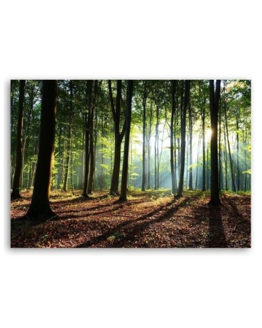 Bild auf Leinwand - Wald bei Sonnenaufgang | Feeby