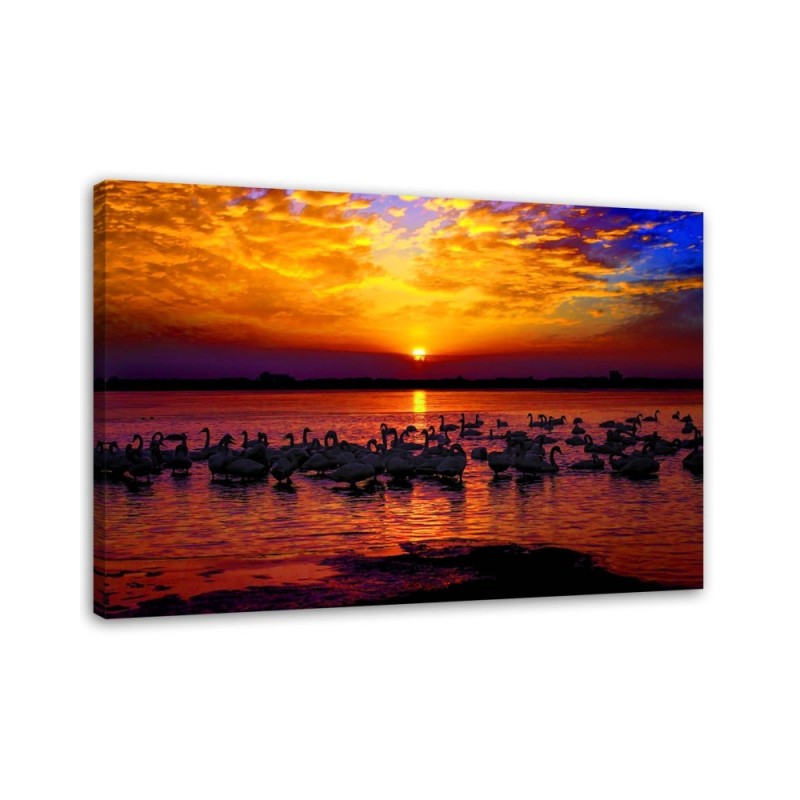 Leinwandbild - Schwäne am Seeufer | Feeby