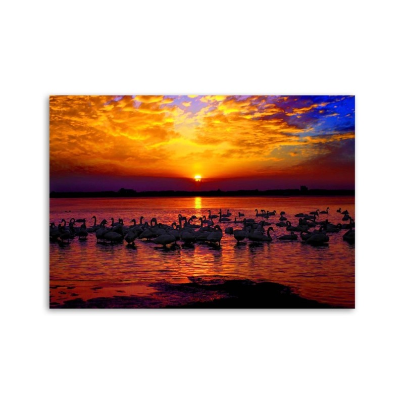 Leinwandbild - Schwäne am Seeufer | Feeby