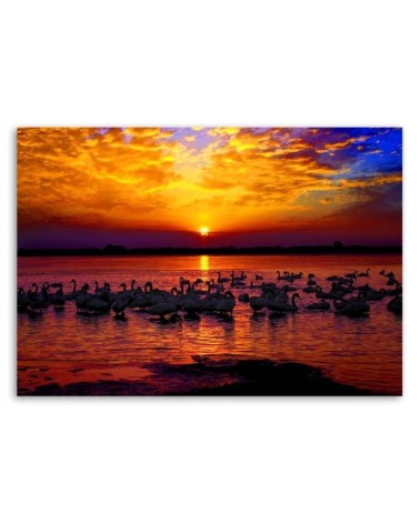 Leinwandbild - Schwäne am Seeufer | Feeby