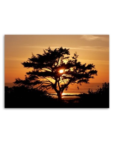 Bild auf Leinwand - Baum am Meer bei Sonnenuntergang | Feeby