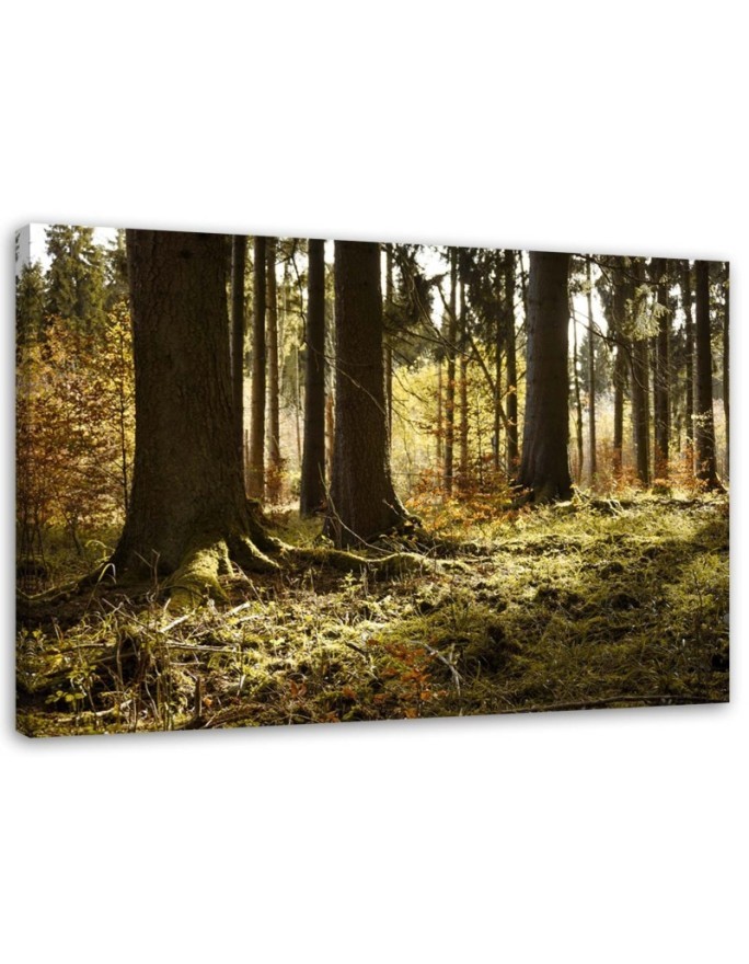 Wandbild für Wohnzimmer - In einem Wald | Feeby