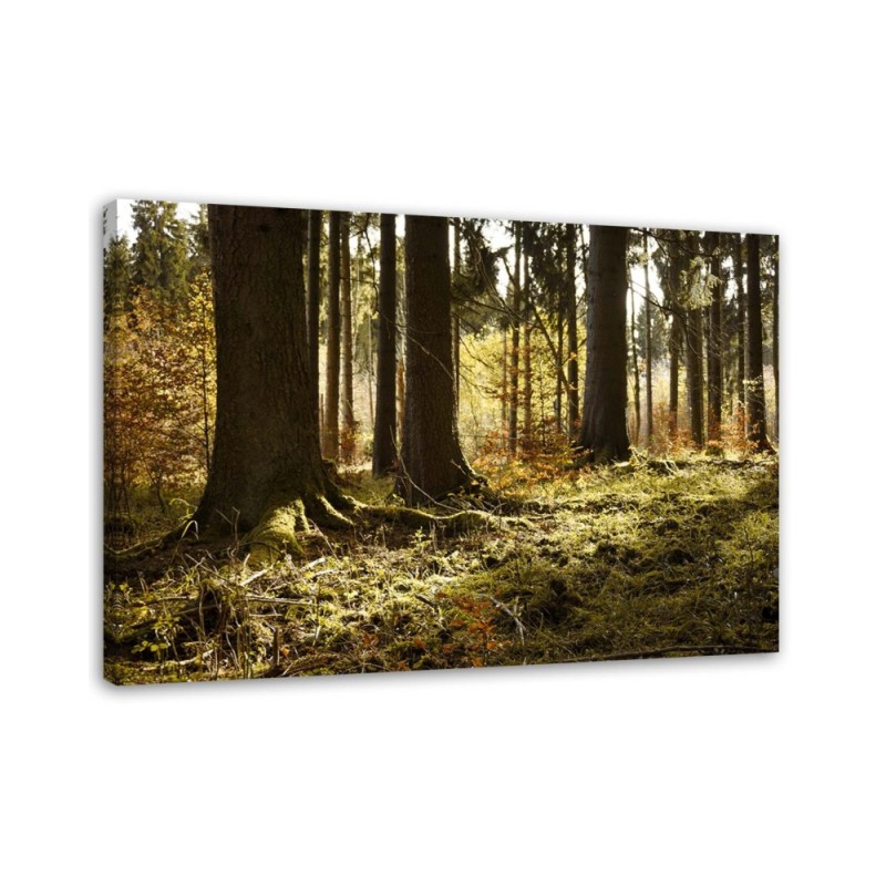Wandbild für Wohnzimmer - In einem Wald | Feeby