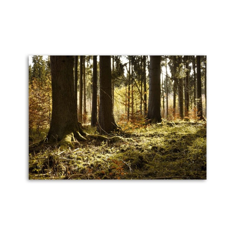 Wandbild für Wohnzimmer - In einem Wald | Feeby