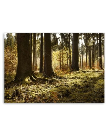 Wandbild für Wohnzimmer - In einem Wald | Feeby