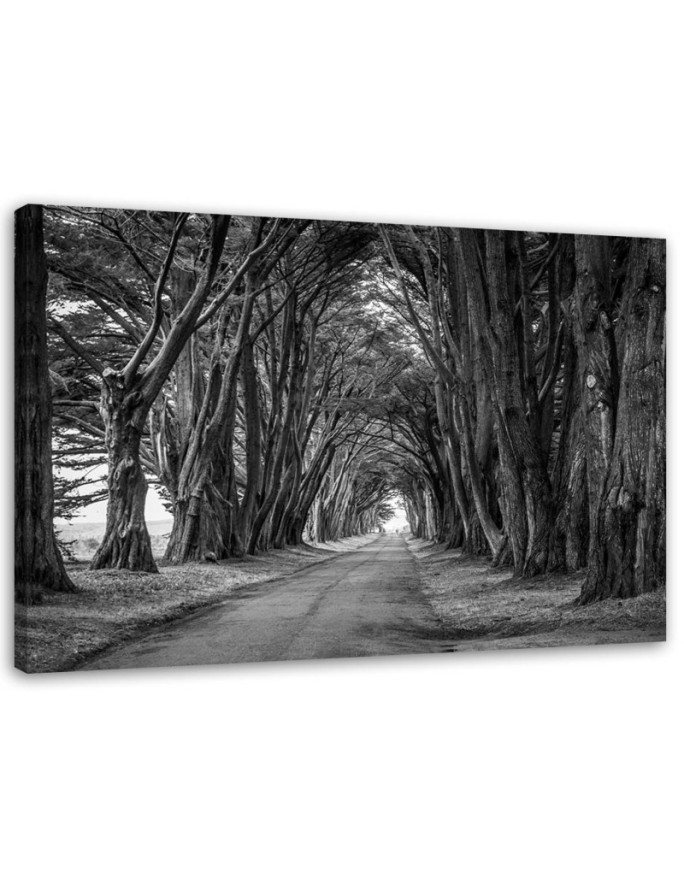 Modernes Wandbild - Waldallee mit Bäumen | Feeby