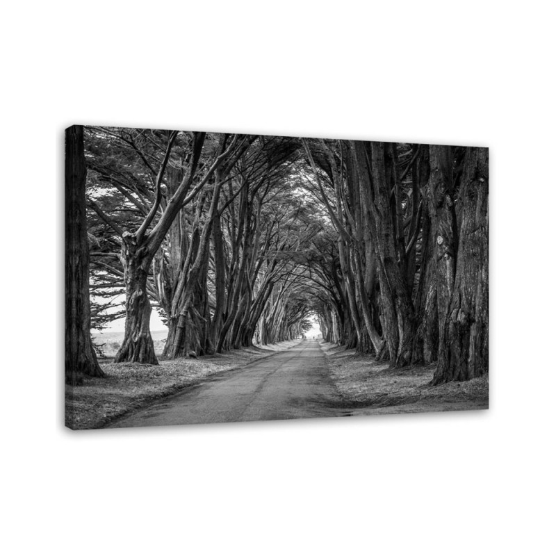 Modernes Wandbild - Waldallee mit Bäumen | Feeby